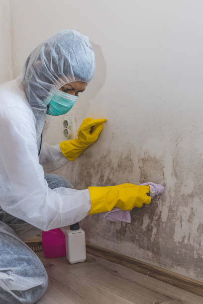 Best Commercial Mold Inspection  in Florence, SC