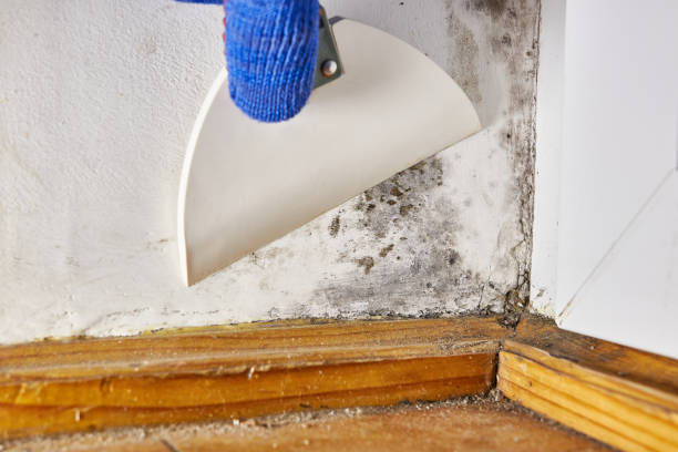Best Post-Remediation Verification Testing  in Florence, SC